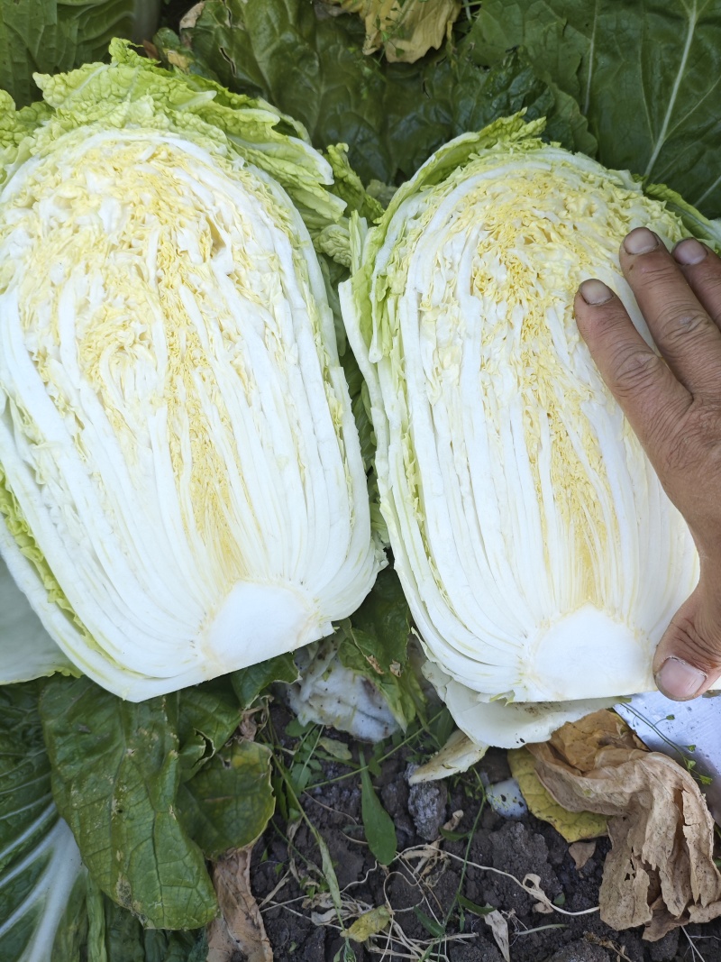黄心大白菜，开始大量上市，价格不高，大小车随到随装