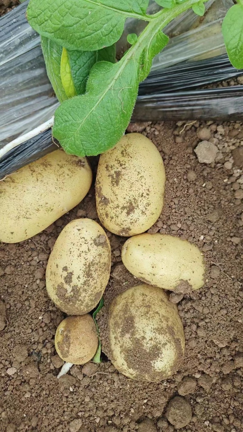 河南新黄心土豆大量有货，一手货源，电商，市场全国发货