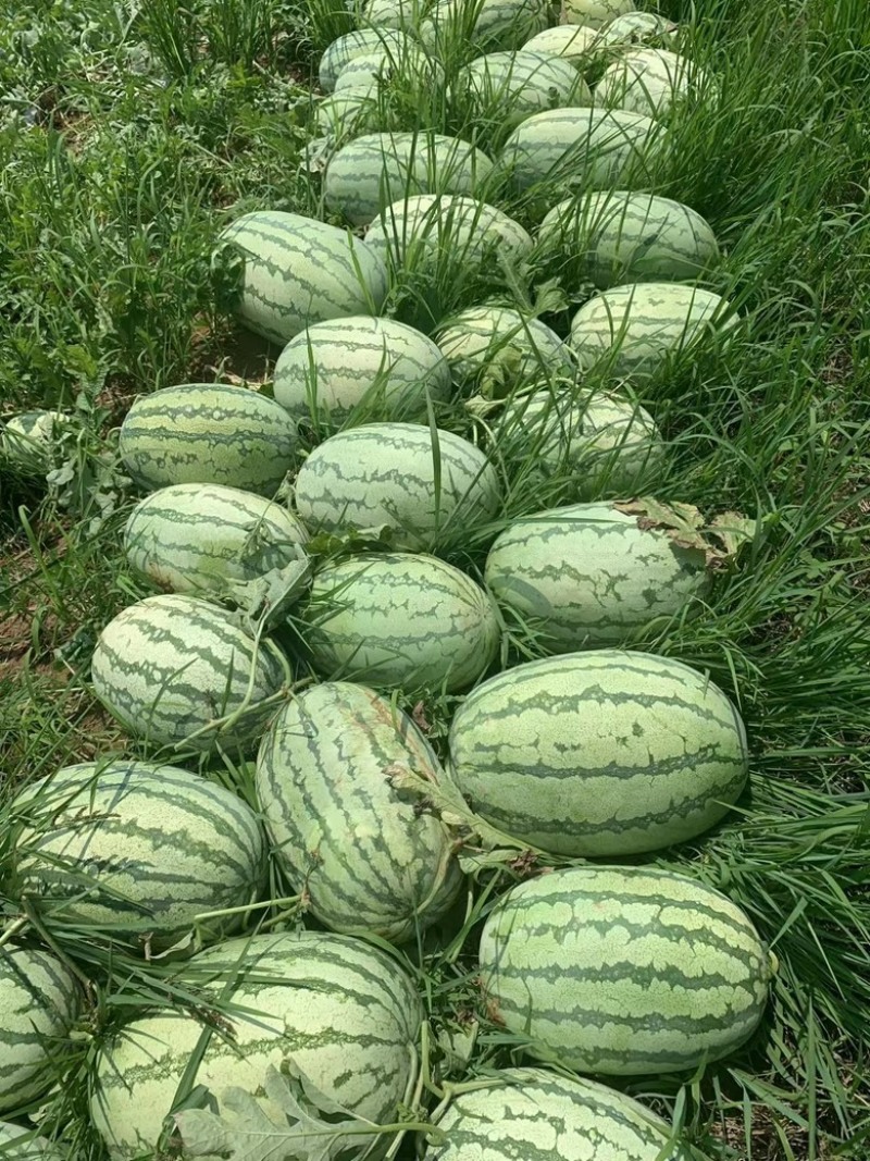 金花6号西瓜，（露天）石头瓜，（直播苗）硒砂瓜，双红金城