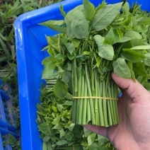 靓靓树仔菜