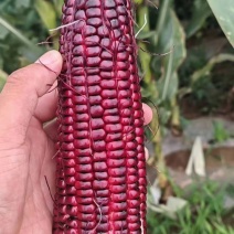 基地种植黑甜糯玉米
