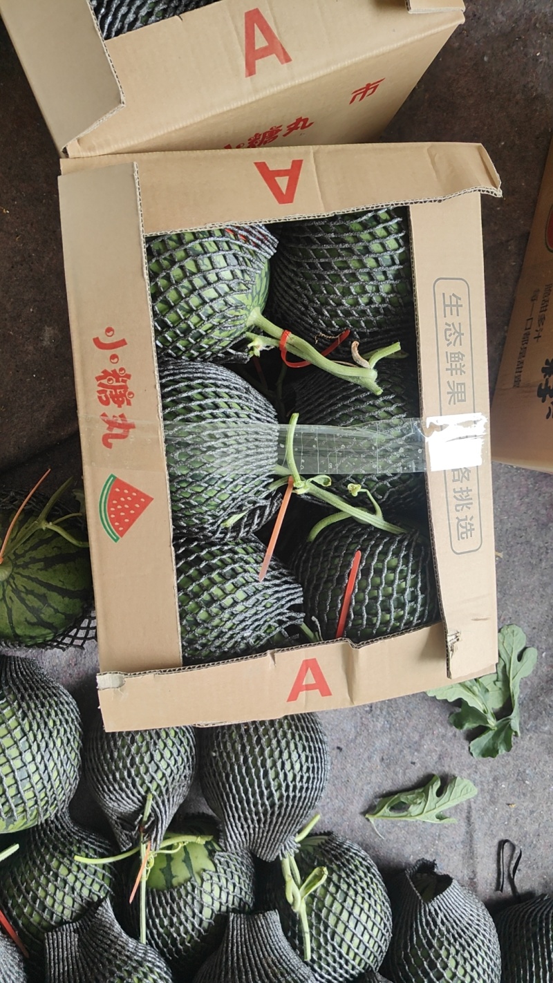 山东昌乐冰糖子小西瓜小糖丸西瓜大量供应欢迎全国客户合作