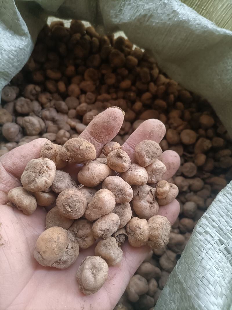 汉中城固，元胡，通货种子，