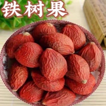 铁树果中药材干货各种冷背中药材
