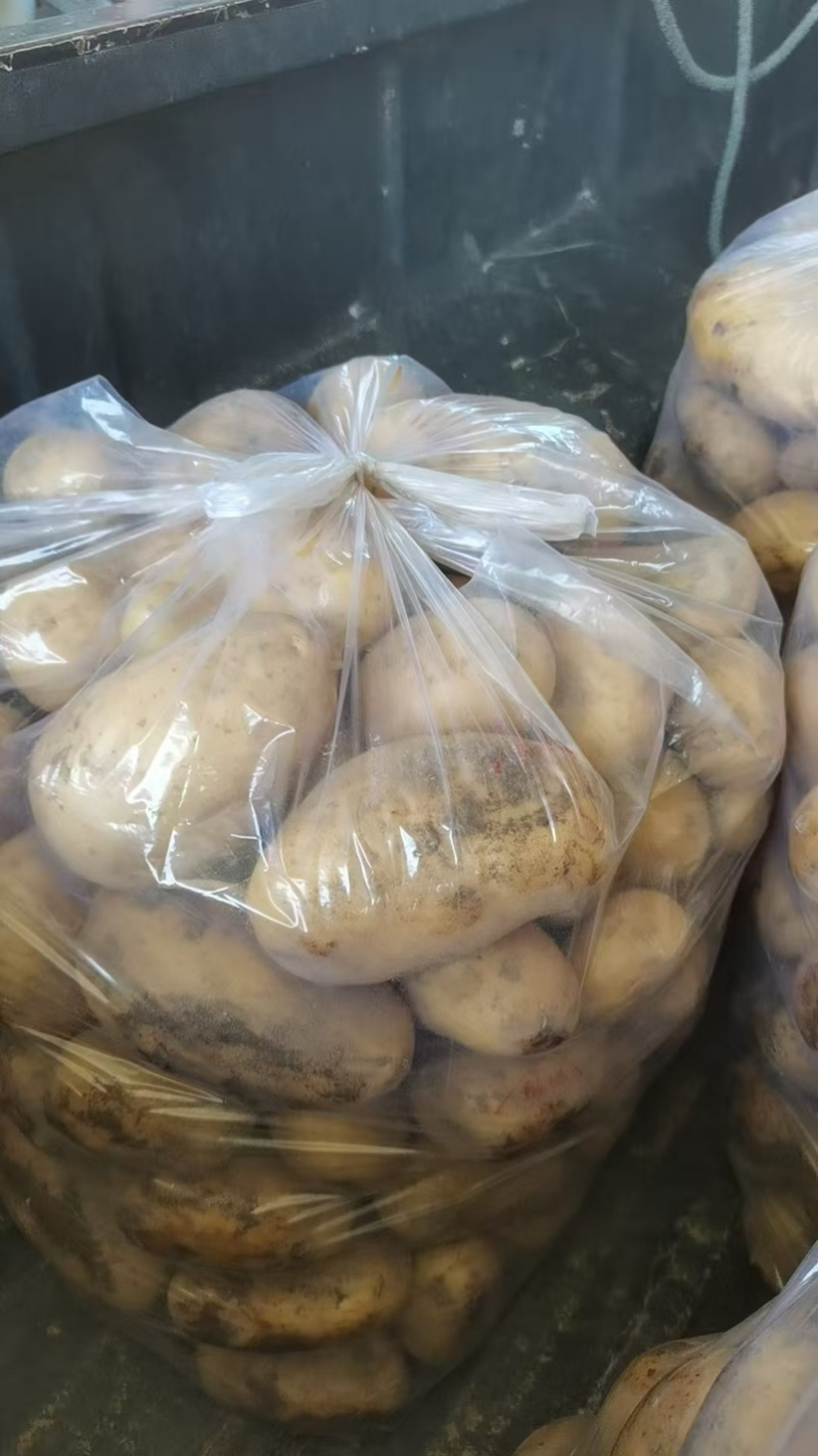 【推荐】沃土黄心土豆大量现货批发货源足价格低信誉高