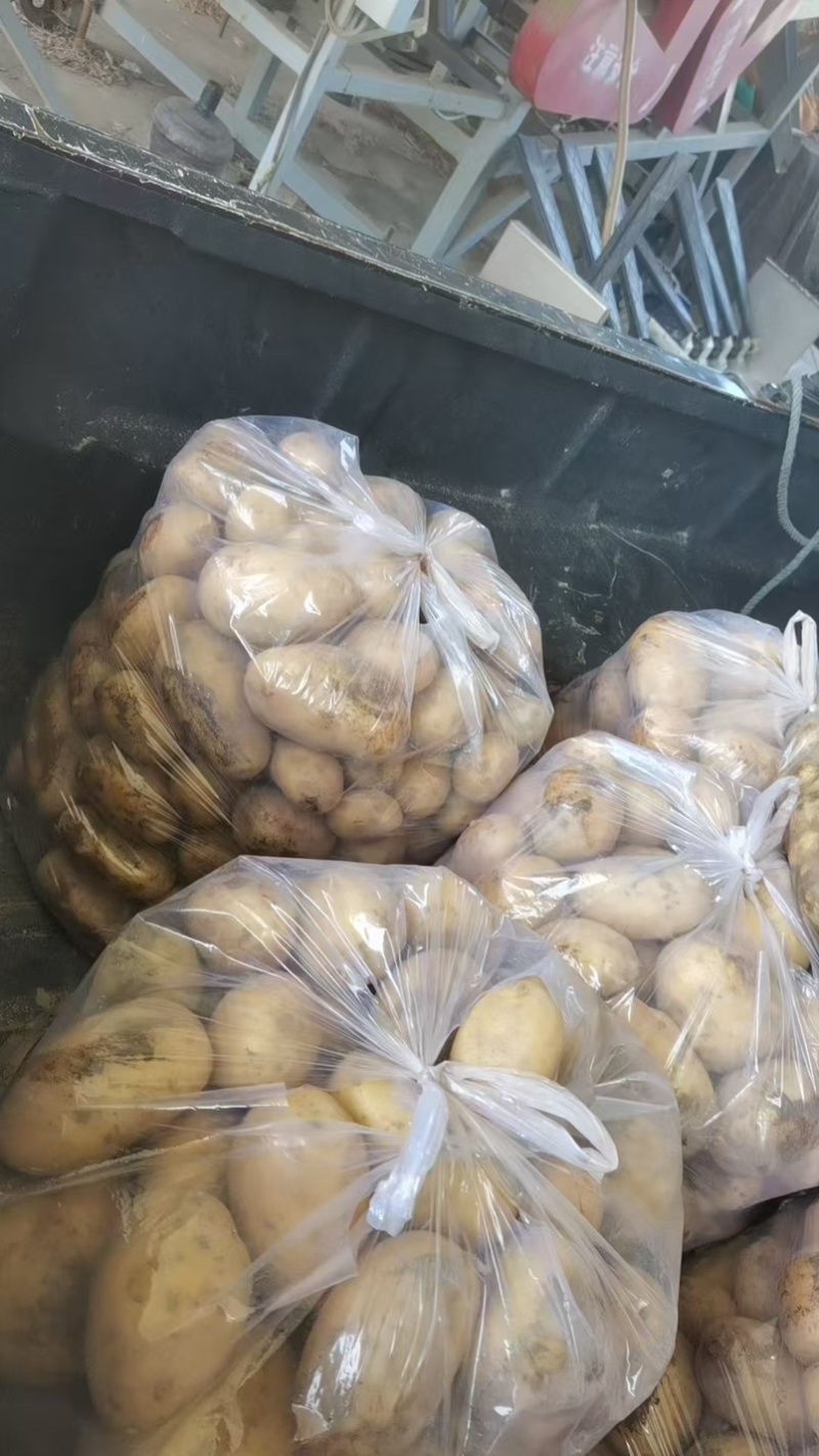 【推荐】沃土黄心土豆大量现货批发货源足价格低信誉高