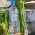 遂宁川椒（川二薄）自家基地货无代办优质品种
