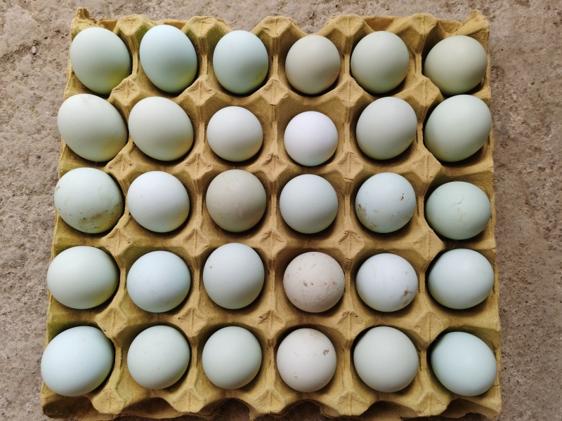 生态散养土鸡在自然环境中自由觅食，吃草、