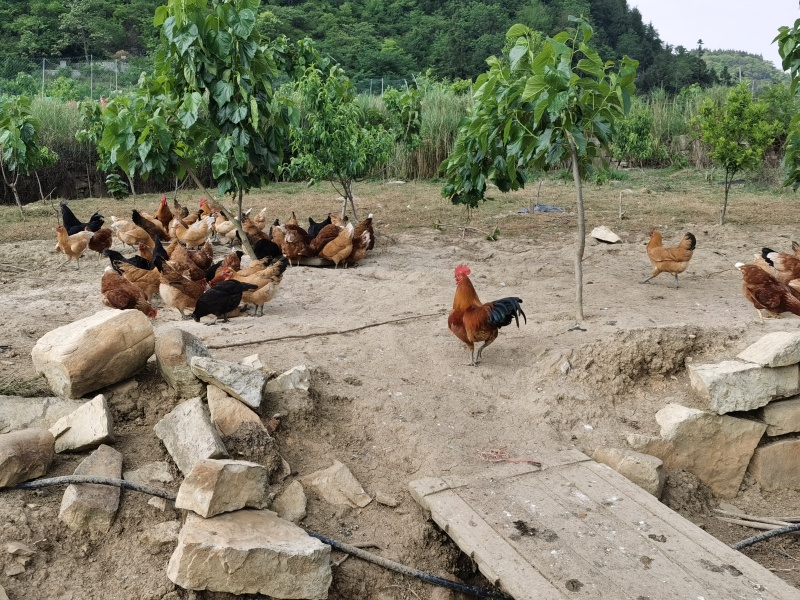 生态散养土鸡在自然环境中自由觅食，吃草、