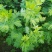 艾草