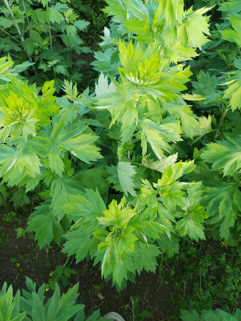 艾草