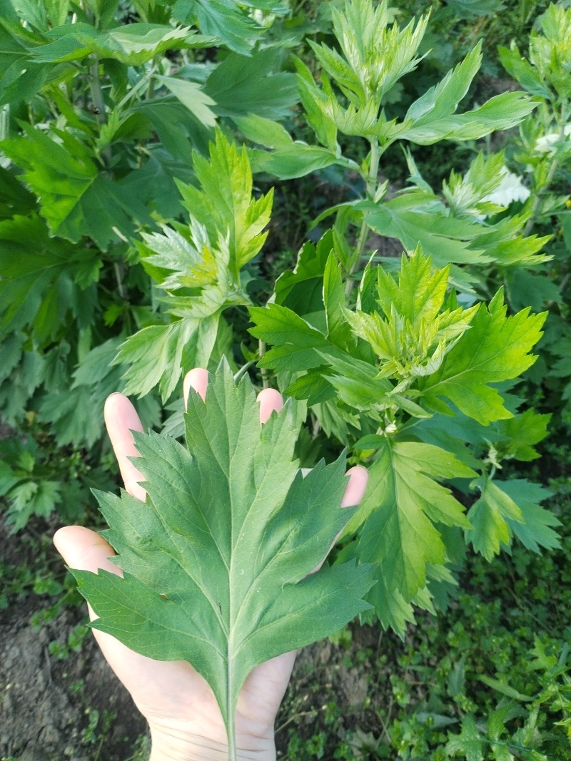艾草