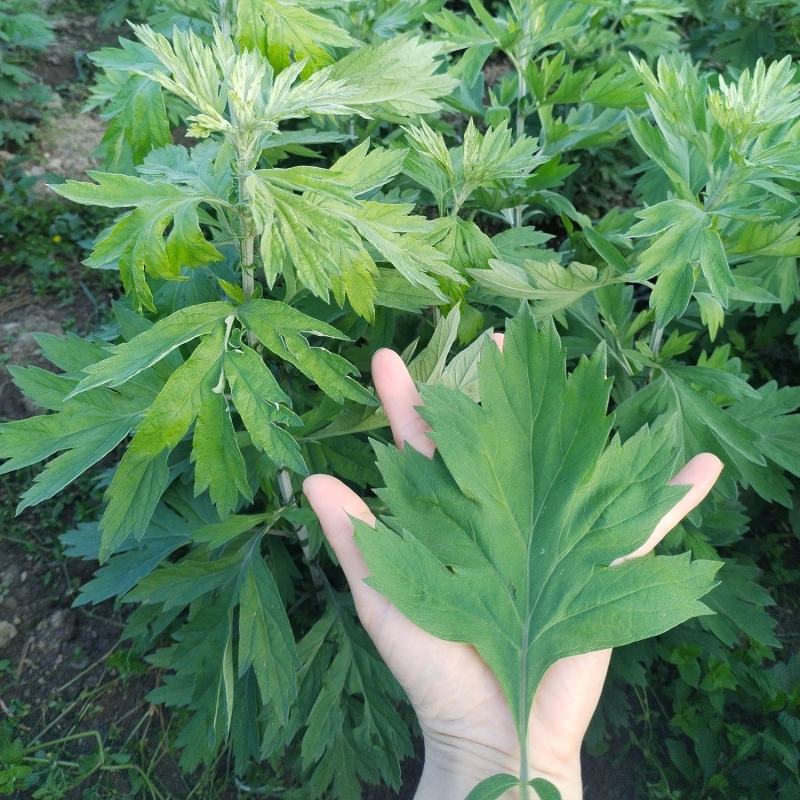 艾草