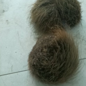 猪宝宝