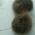猪宝宝