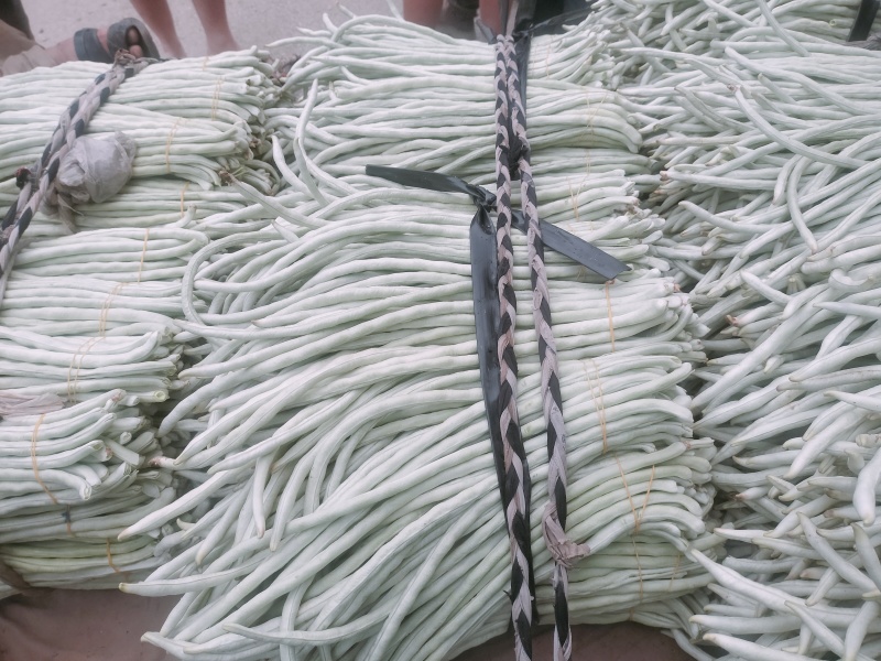 广西南宁横县白豆角大量上市～欢迎各位大佬老板来可批发