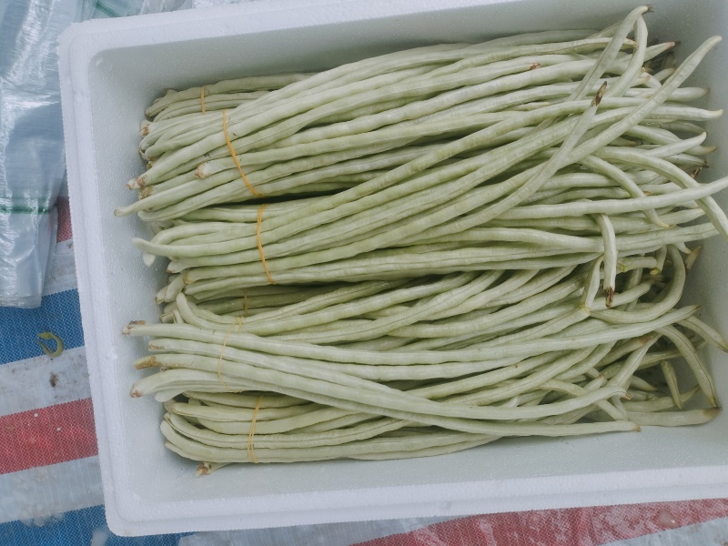 广西南宁横县白豆角大量上市～欢迎各位大佬老板来可批发
