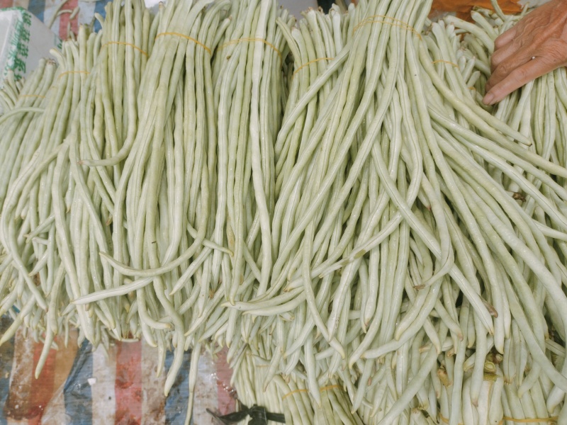 广西南宁横县白豆角大量上市～欢迎各位大佬老板来可批发