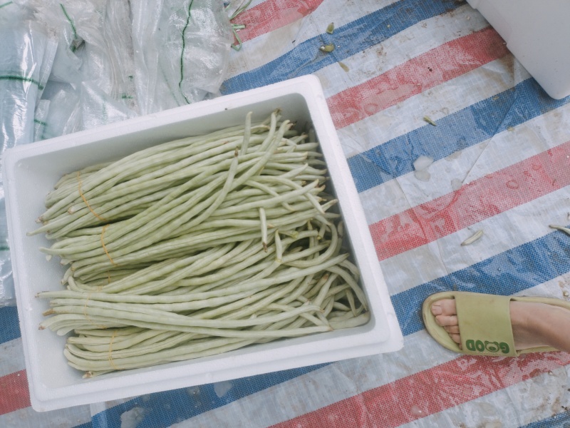 广西南宁横县白豆角大量上市～欢迎各位大佬老板来可批发