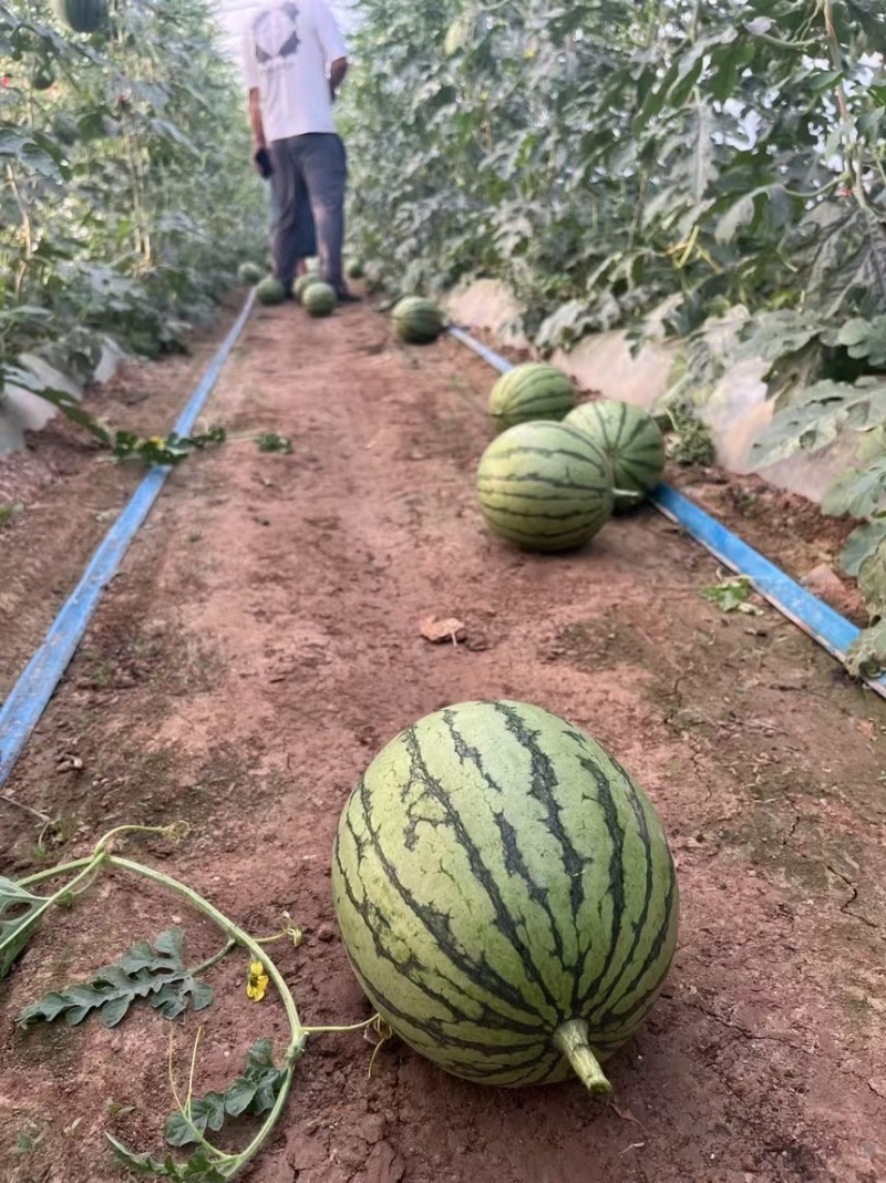 陕西吊兰西瓜大量供应，皮薄瓤红糖度高质量三包