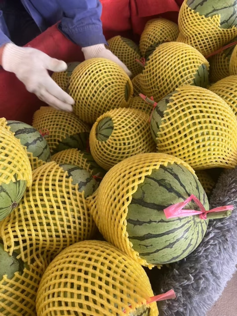 陕西吊兰西瓜大量供应，皮薄瓤红糖度高质量三包