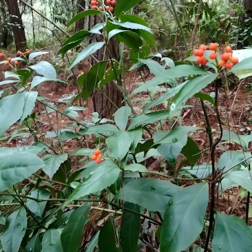 九节茶带根干货