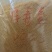（保毒素）玉米酒糟DDGS，育肥**，猪牛羊鸡鸭鹅都爱吃！！
