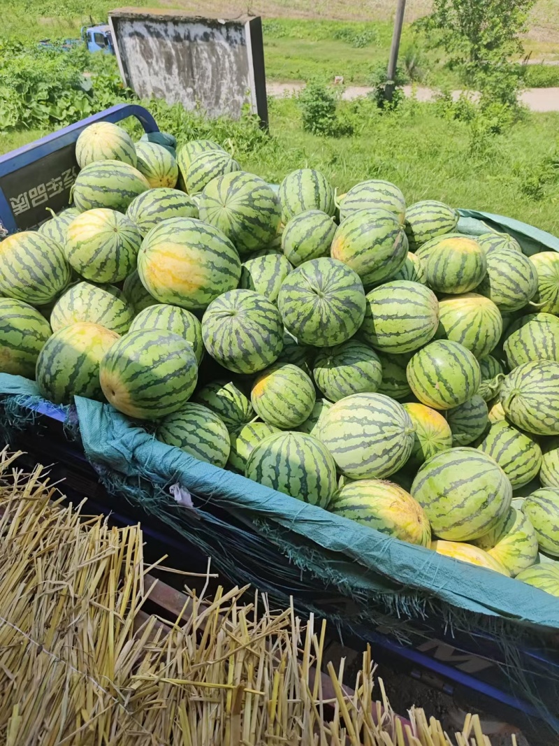 无籽美都产地大量上市小薄皮糖度高红度好保质保量