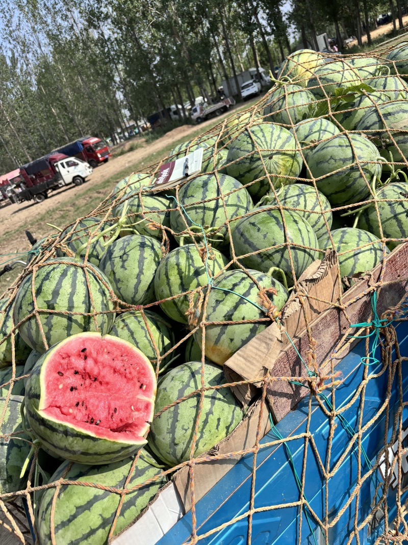 无籽美都产地大量上市小薄皮糖度高红度好保质保量