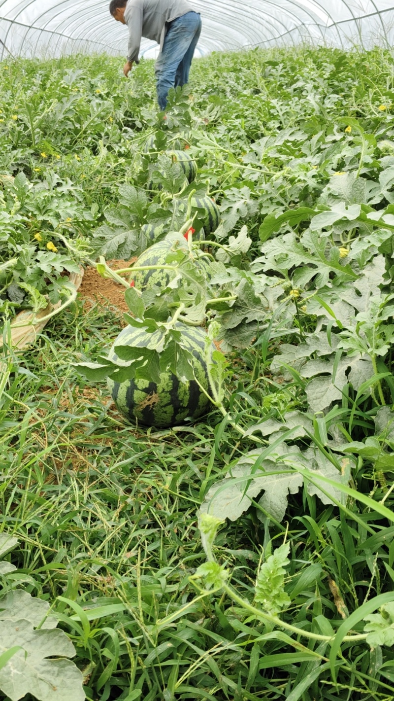 麒麟西瓜8424美都，大量上市中头茬口感甜可视频看货
