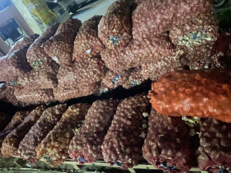 紫红皮大蒜