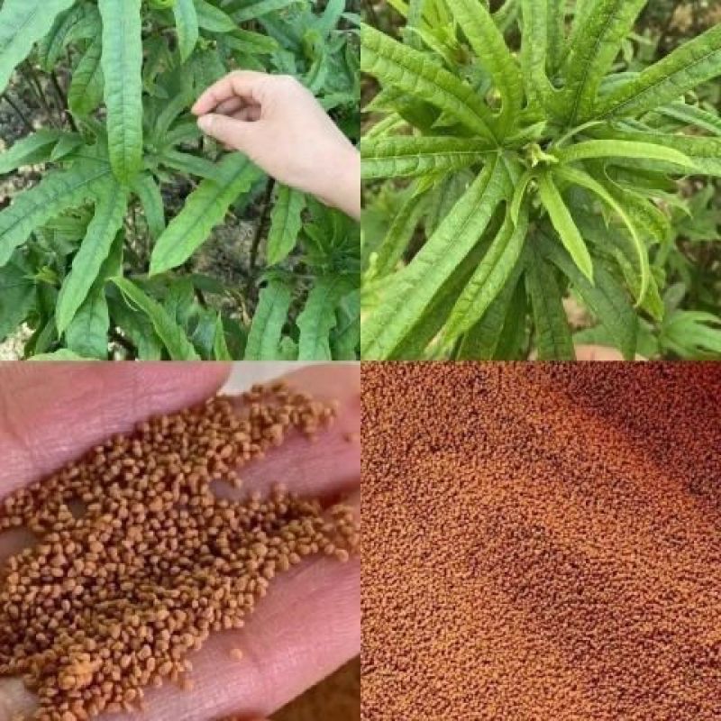 五指毛桃种苗苗场直批根系发达，成活率好，质量保证