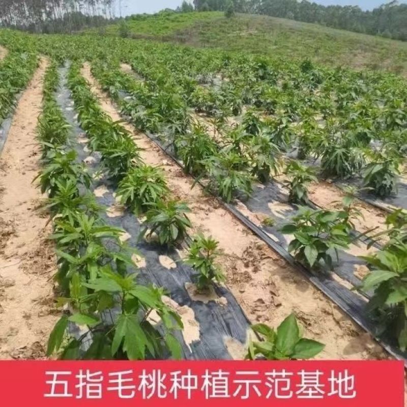 五指毛桃种苗苗场直批根系发达，成活率好，质量保证
