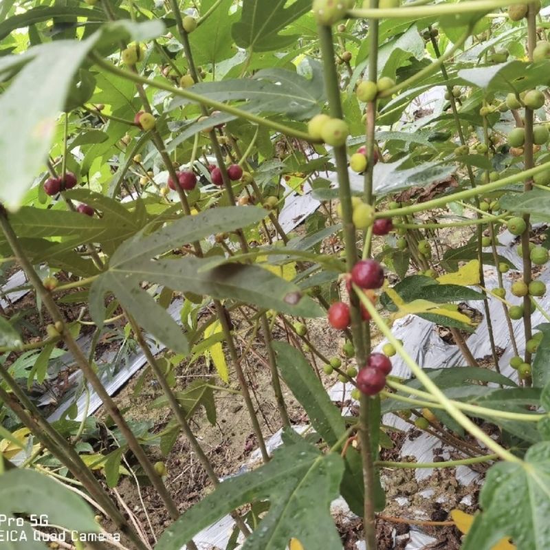 五指毛桃种苗苗场直批根系发达，成活率好，质量保证