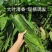 真空粽叶一箱50袋×50片，叶片大，质量问题包售后