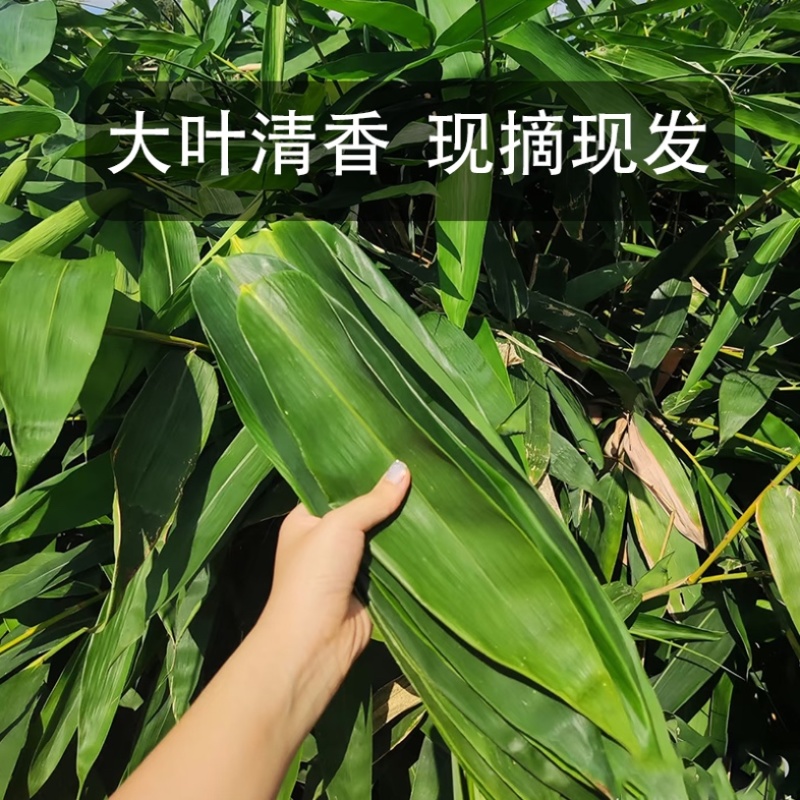 真空粽叶一箱50袋×50片，叶片大，质量问题包售后