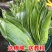 真空粽叶一箱50袋×50片，叶片大，质量问题包售后
