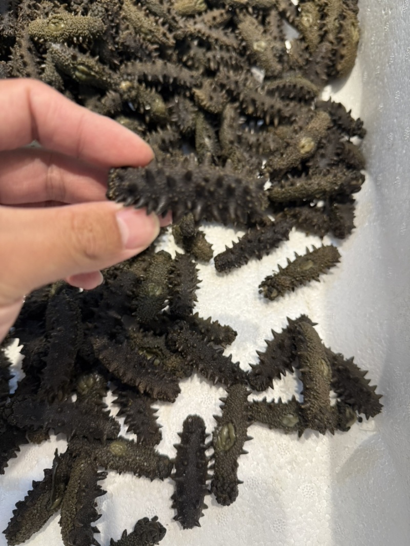 大连辽大火拉缸盐海参刺好条形好火候好5.5斤工厂水发