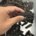 大连辽大火拉缸盐海参刺好条形好火候好5.5斤工厂水发