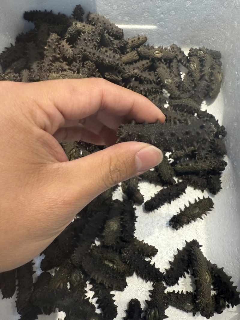 大连辽大火拉缸盐海参刺好条形好火候好5.5斤工厂水发