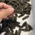 大连辽大火拉缸盐海参刺好条形好火候好5.5斤工厂水发
