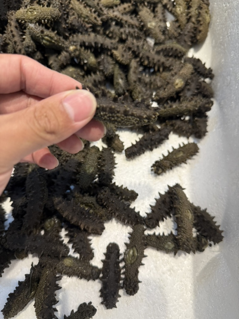 大连辽大火拉缸盐海参刺好条形好火候好5.5斤工厂水发