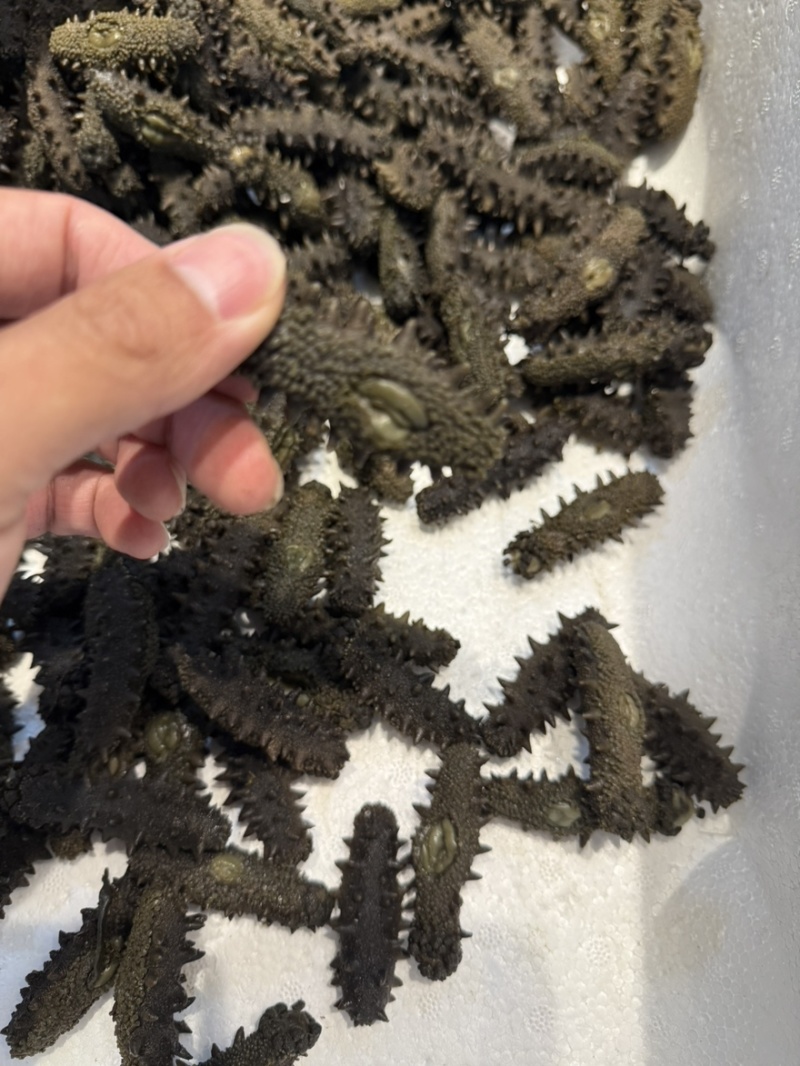 大连辽大火拉缸盐海参刺好条形好火候好5.5斤工厂水发