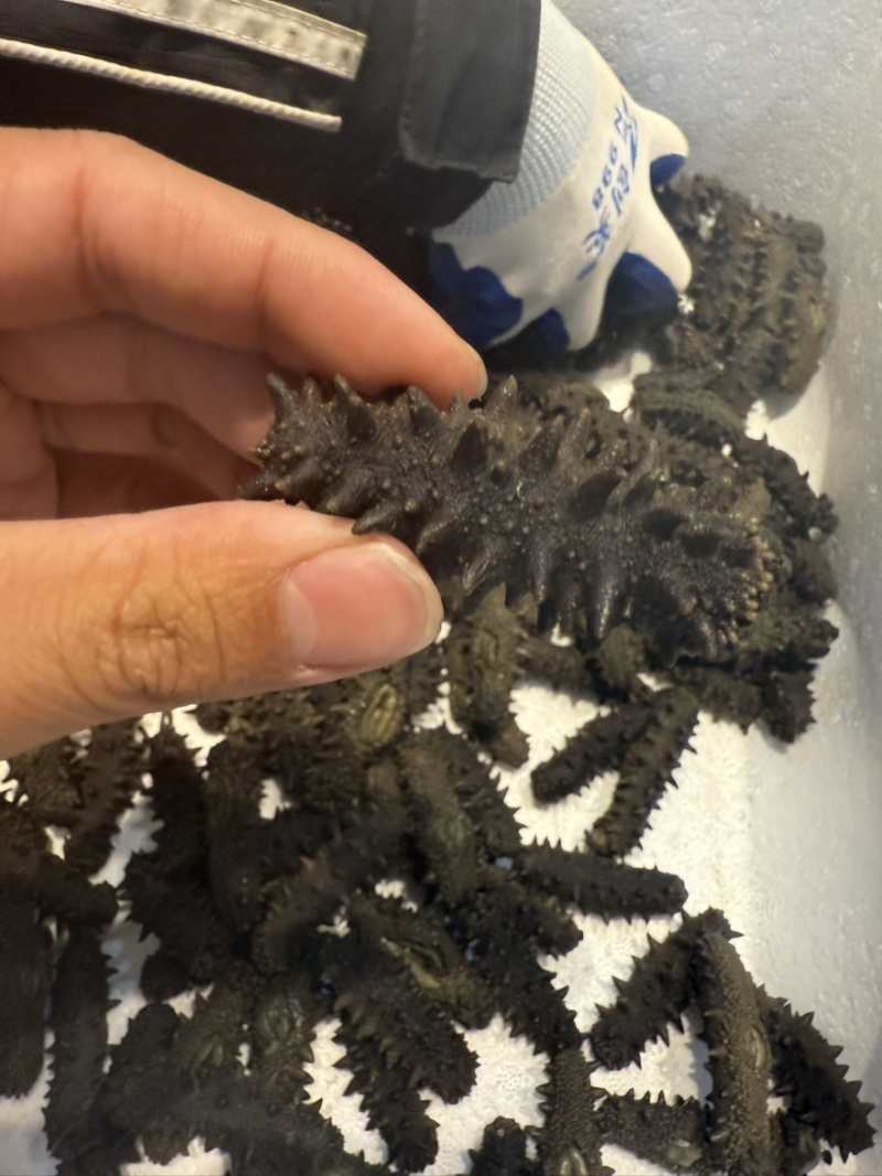 大连辽大火拉缸盐海参刺好条形好火候好5.5斤工厂水发
