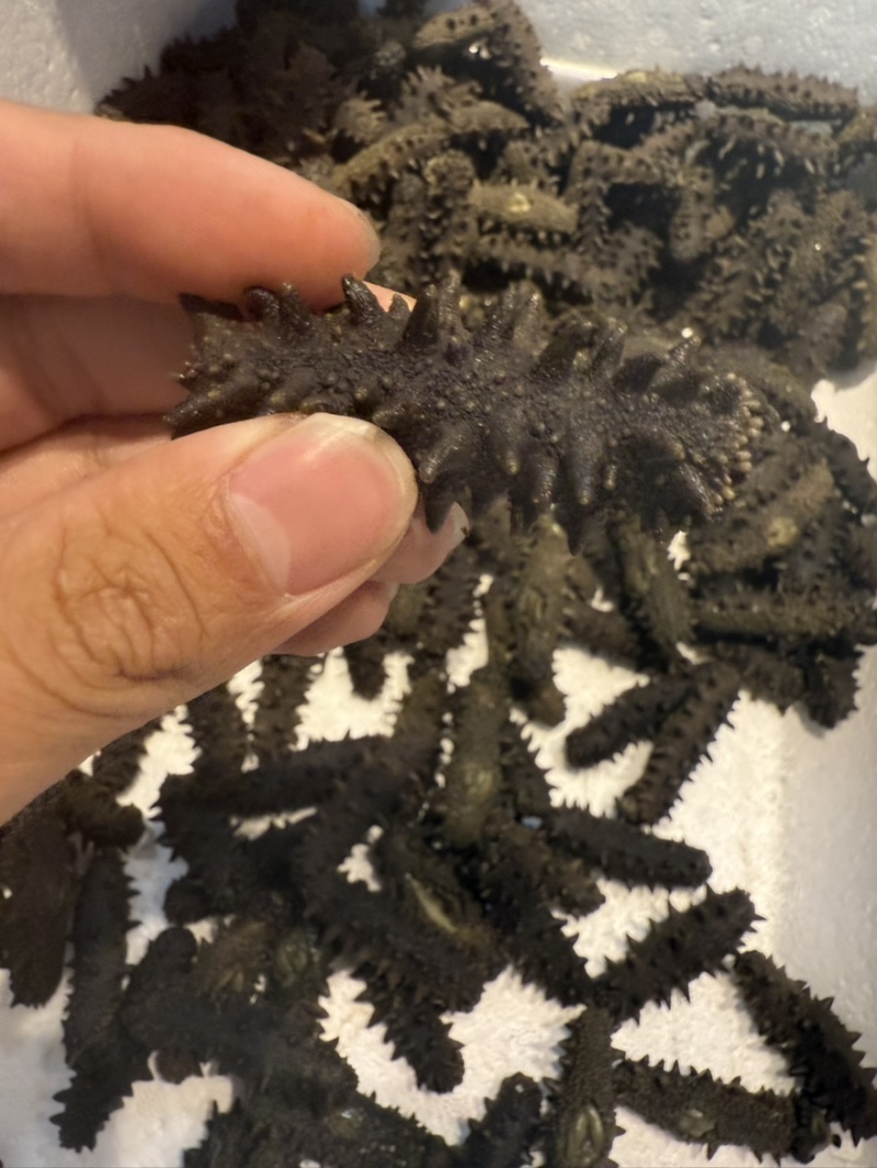 大连辽大火拉缸盐海参刺好条形好火候好5.5斤工厂水发