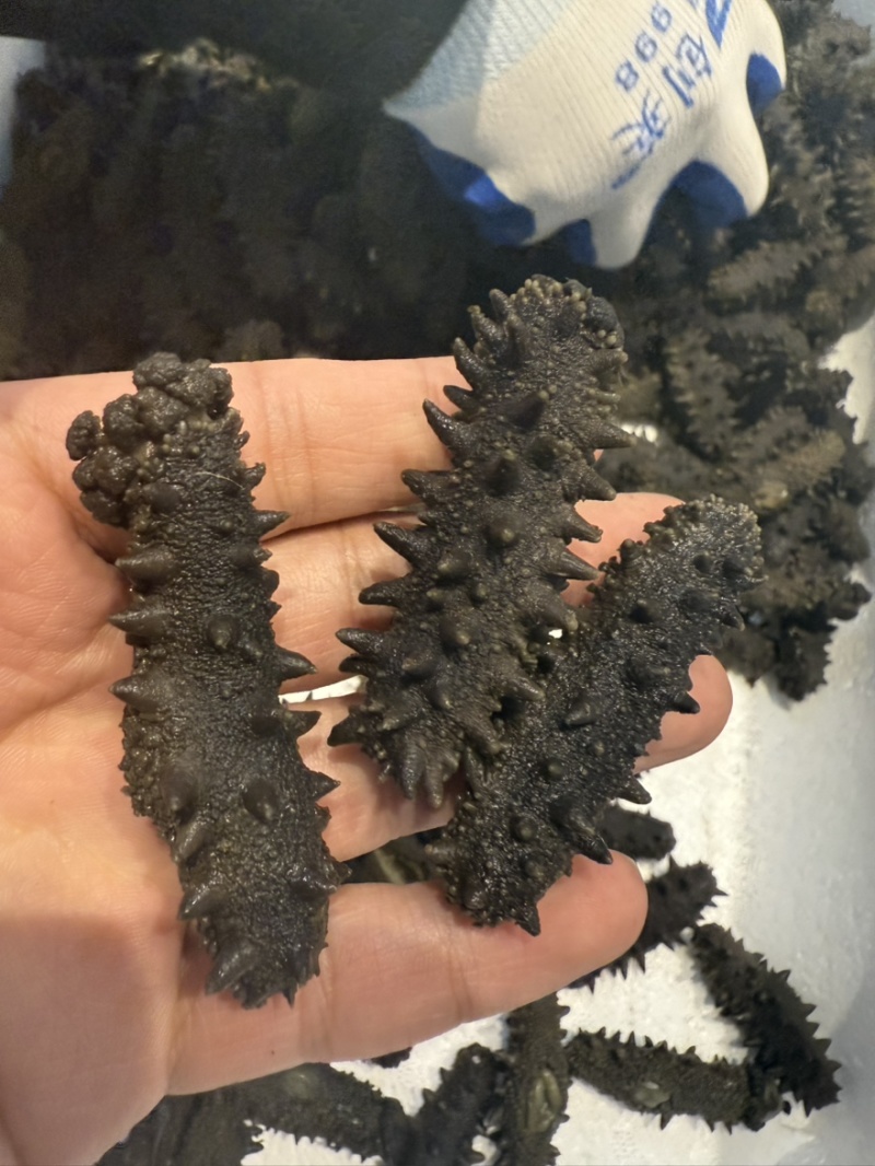 大连辽大火拉缸盐海参刺好条形好火候好5.5斤工厂水发