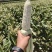 万糯188大量有货，货源充足，质量保证，需要的欢迎对接