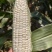 万糯188大量有货，货源充足，质量保证，需要的欢迎对接