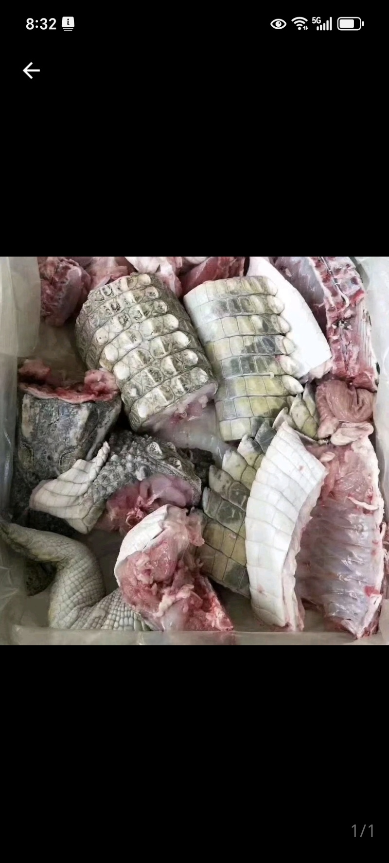 鳄鱼白条批发价格，鳄鱼养殖场批发鳄鱼肉！