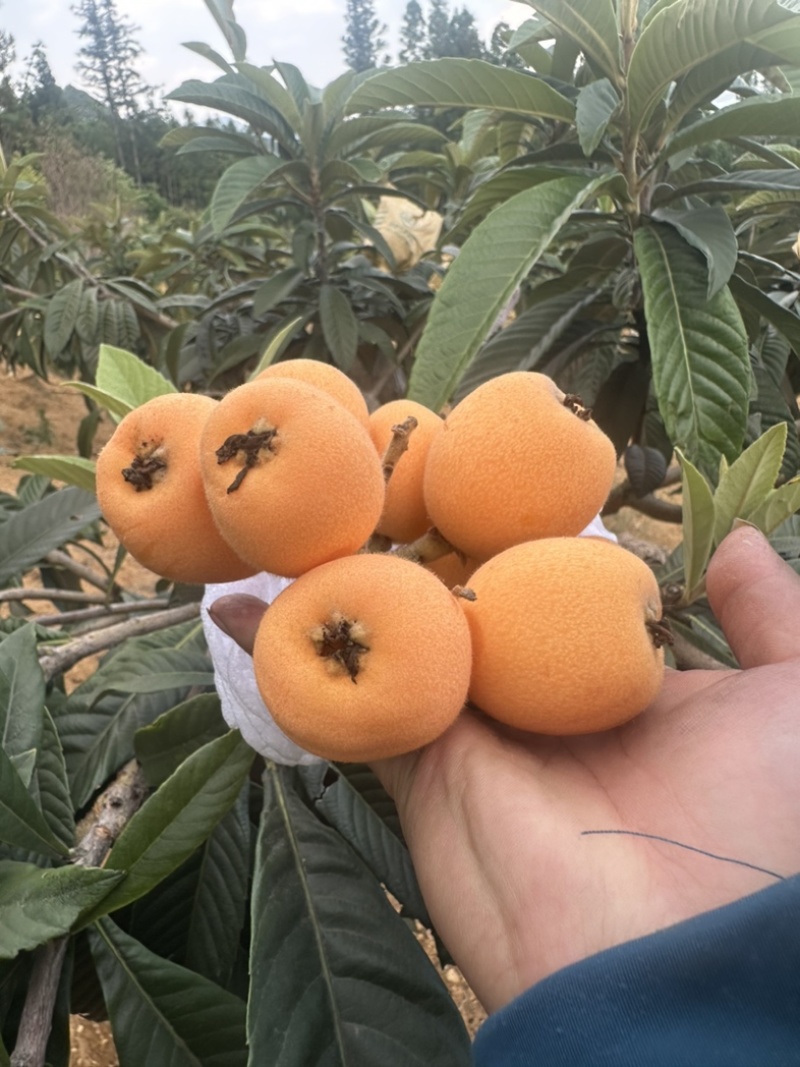 枇杷